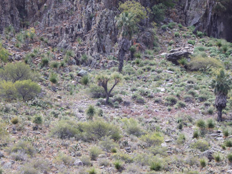 densely vegetated alluvial fan