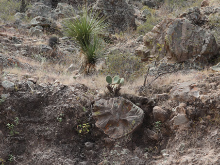 Nopal and Sotol plants