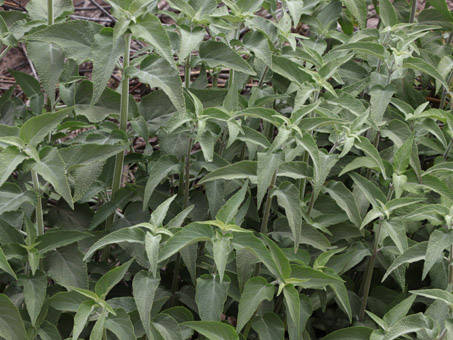 Peninsular sage plants