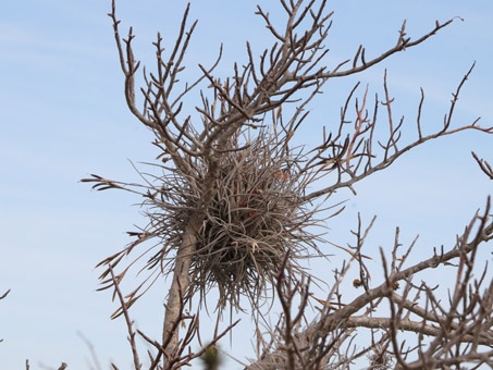 Ball Moss plant