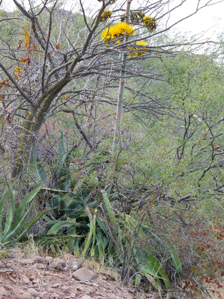 Agave plant in flower