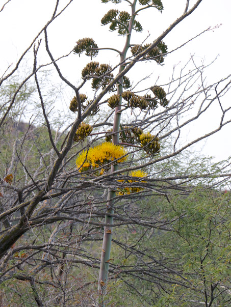 Agave inflorescence