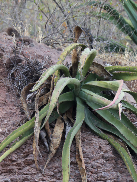 Agave plant