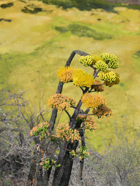 Agave flowers