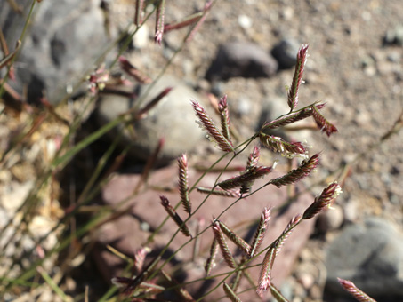 inflorescencias de Navajita