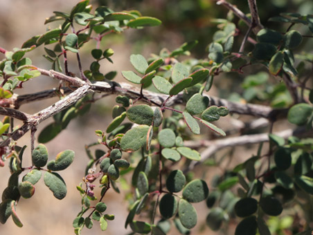 Peninsular Caesalpinia leaves