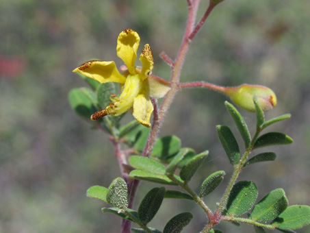 Flores de Palo estaca