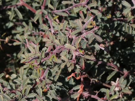 Fairy Duster leaves