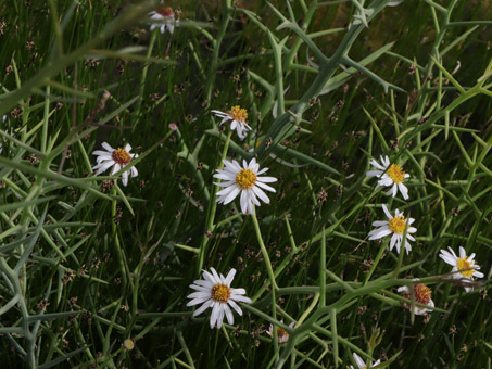 Southern Spiny Aster