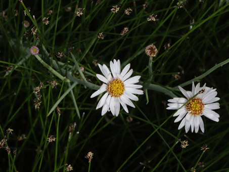 Southern Spiny Aster