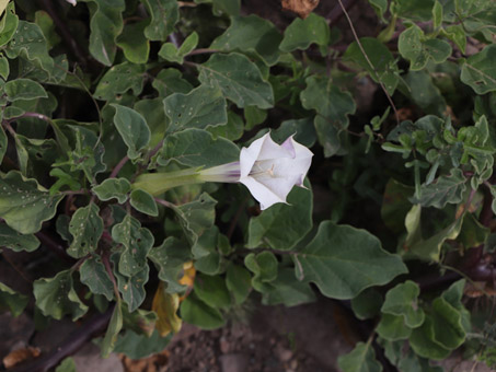 Datura flowers