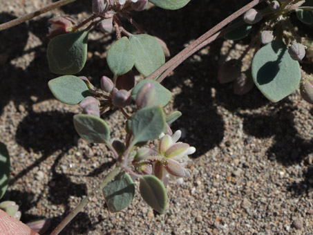 Flowers of Coast Drymary