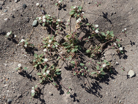 Coast Drymary plant in bloom