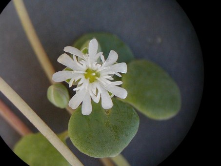 Primer plano de flor de Ramitas Golondrina