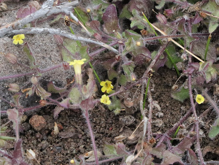 Many-flowered Monkeyflower