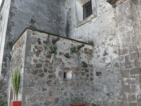 Rocknettle plants growing out of a crack on wall of mission