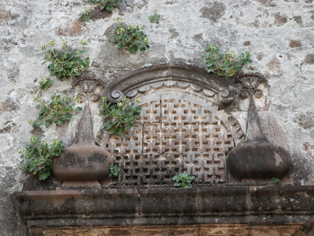 Planta de Pega-pega que crece en una grieta en la pared de la misión