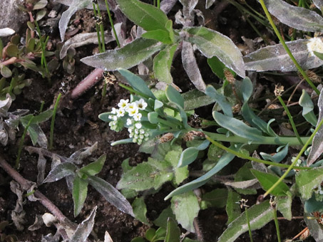 Alkali heliotrope with flowers