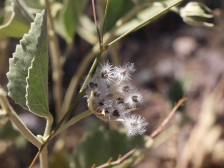 Hibiscus denudatus seeds