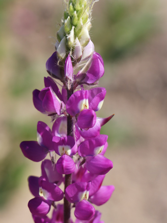 Closeup of lupine flowers