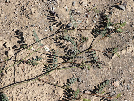 Peninsular Marina stems and leaves