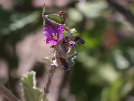 Teabush flower