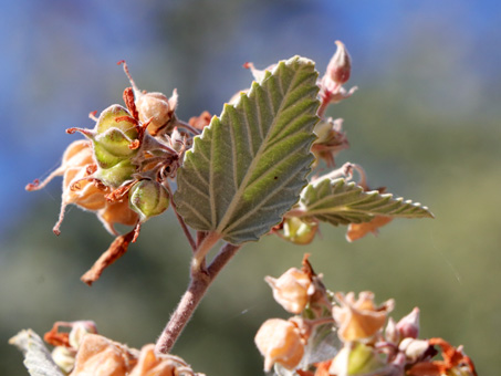 Hojas y frutos de Malva rosa