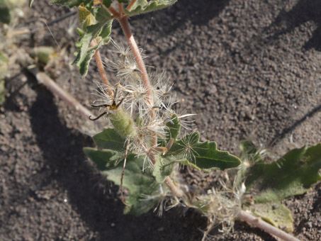 Blazing star plant