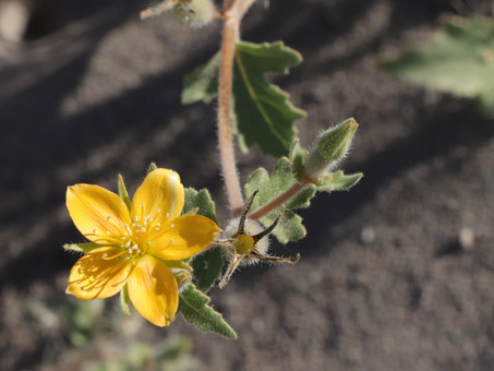 Flor de Pegarropa