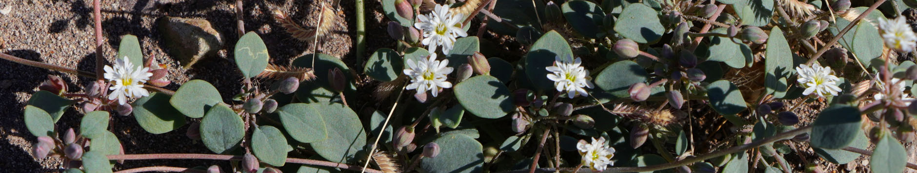 Coast Drymary plant with flowers