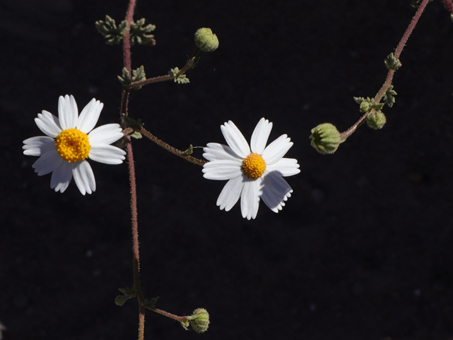 Flores de Manzanilla