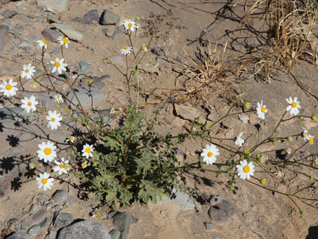 Coastal Rock Daisy plant in bloom