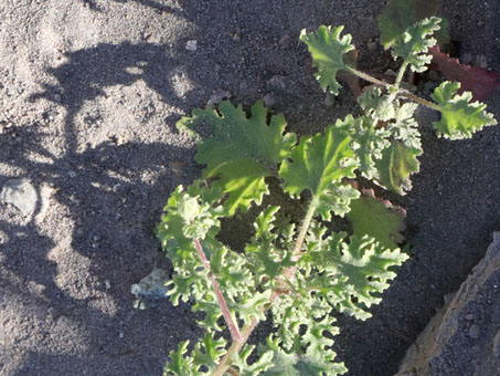 Coastal Rock Daisy leaves