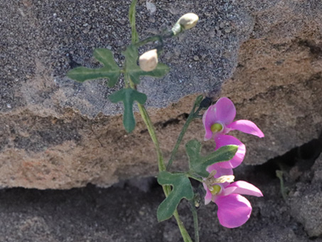 Flores de Frijolillo