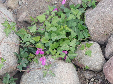 Planta de frijolillo con flores.