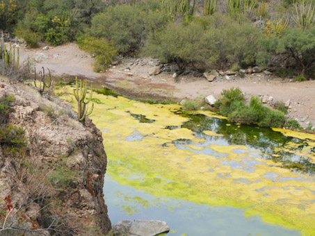 Water pools in the arroyo behing the dam