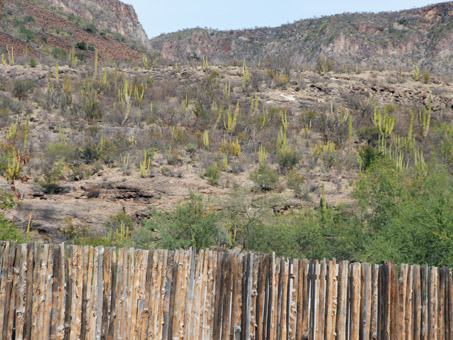 Cerca hecha de tallos de cactus.