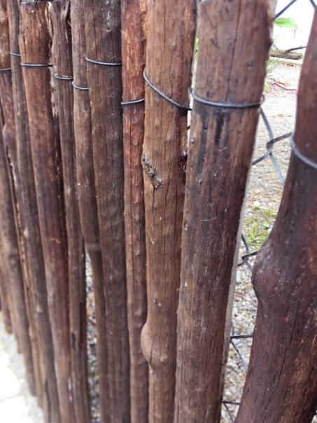 Fence made of cactus stems