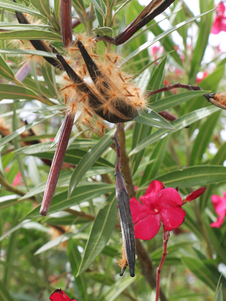 Flores y frutos de la laurel.