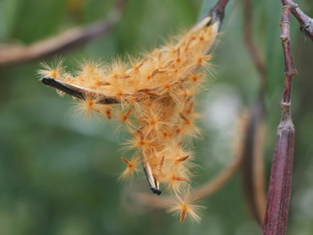 Fruit and seeds of Oleander