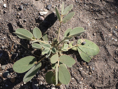 Gulf Cassia plant