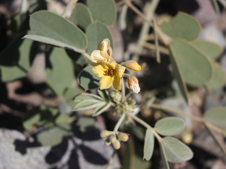 Gulf Cassia flowers