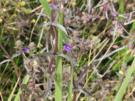 Blue Streamwort flowers