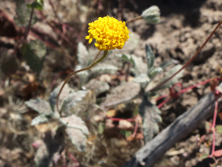 Desert Yellowhead