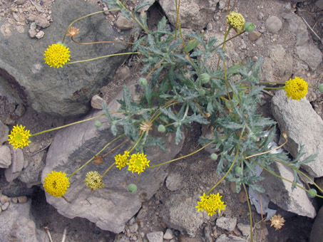 Desert Yellowhead