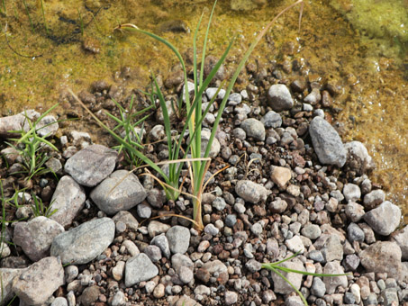 Cattail sprouts