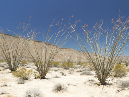 plantas en el Arroyo las Arrastras