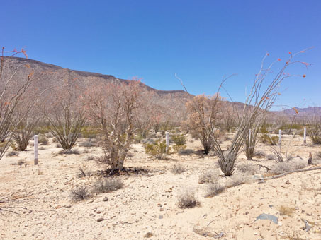 las plantas en el Arroyo las Arrastras