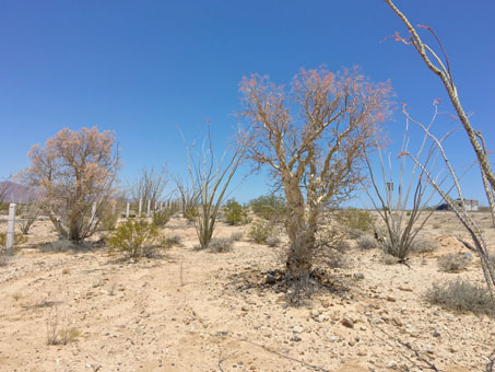 las plantas en Arroyo las Arrastras