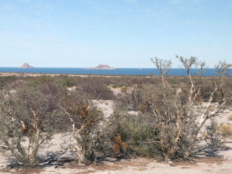 Matorral desértico de la costa del golfo